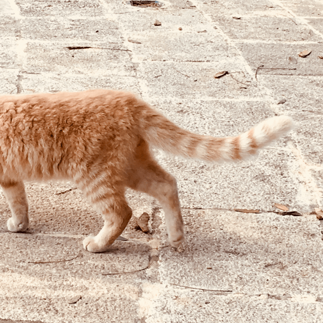 A ginger cat walks across paving stones and out of shot.